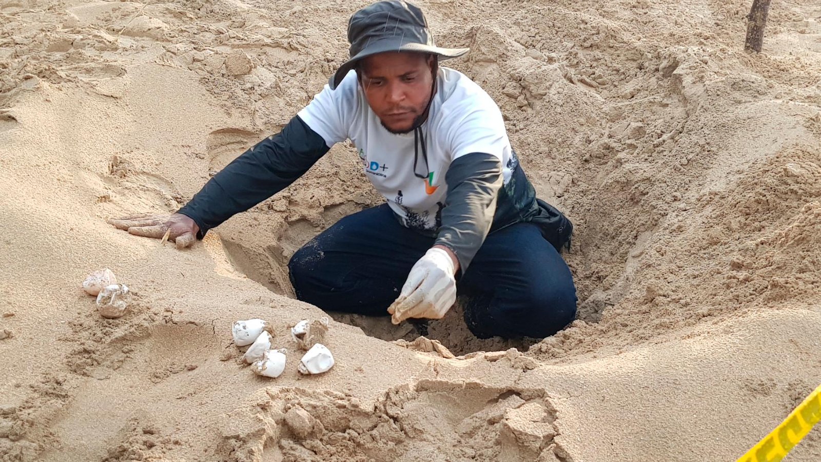 Un técnico revisa el nido luego de la eclosión de las tortugas y su partida al mar.
